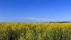 Landscapes nature grass