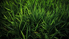Landscapes nature grass