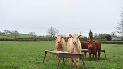 Landscapes nature grass Animals Ireland Cows fields