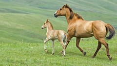 Landscapes nature grass Animals land Horses running
