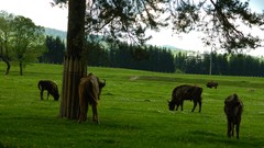 Landscapes nature grass Animals romania