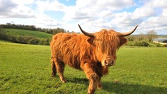 Landscapes nature grass Animals Scotland horns Cows fields