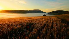 Landscapes nature grass autumn Poppies evening
