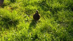 Landscapes nature grass Birds romania