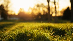 Landscapes nature grass bokeh depth of field