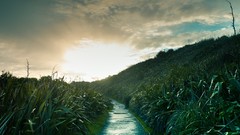 Landscapes nature grass brush roads outdoors