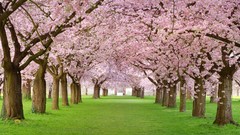 Landscapes nature grass cherry blossoms forests