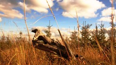 Landscapes nature grass clouds