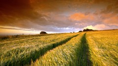 Landscapes nature grass clouds spikelets fields
