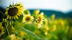 Landscapes nature grass clouds Sunflowers morning farm down 