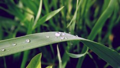 Landscapes nature grass dew Green water drops