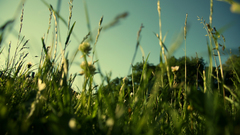 Landscapes nature grass fields