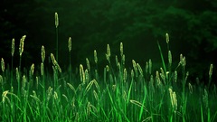 Landscapes nature grass fields