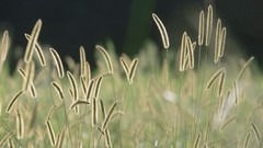 Landscapes nature grass fields