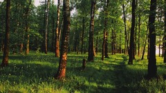 Landscapes nature grass forests