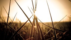 Landscapes nature grass gray sunlight blades