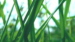 Landscapes nature grass Green