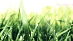 Landscapes nature grass Green photograph Grassland Canon camera