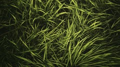 Landscapes nature grass land Green