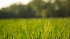 Landscapes nature grass outdoors minimalistic depth of field