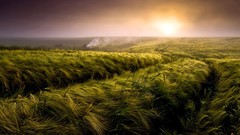 Landscapes nature grass Photo