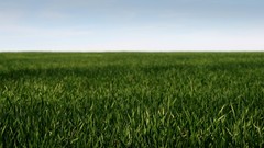 Landscapes nature grass Plants fields depth of field