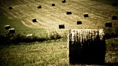 Landscapes nature grass sepia hay