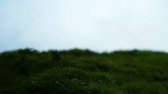 Landscapes nature grass skyscapes