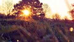 Landscapes nature grass sun branches disk
