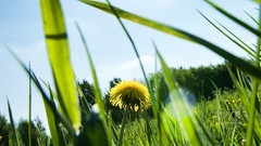 Landscapes nature grass sun light