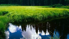 Landscapes nature grass water clouds Green meadows forests