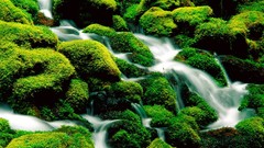 Landscapes nature grass water Green rivers wildlife reality
