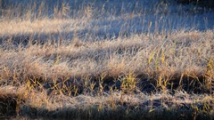 Landscapes nature grass winter Japan frost