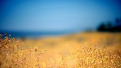 Landscapes nature grass yellow blue sky autumn