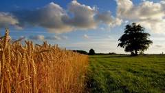 Landscapes nature grass yellow clouds gold ears