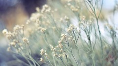 Landscapes nature gray Plants Herbs bushes