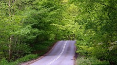 Landscapes nature Green asphalt Wood