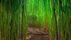 Landscapes nature Green bamboo walkway forests Hana
