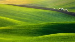 Landscapes nature Green fields
