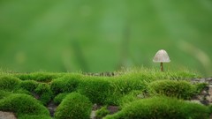 Landscapes nature Green mushrooms moss
