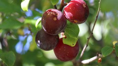 Landscapes nature Green Plants