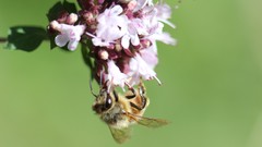 Landscapes nature Green Plants