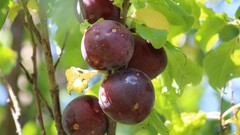 Landscapes nature Green Plants