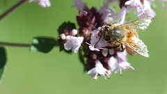 Landscapes nature Green Plants