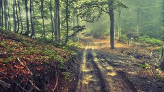 Landscapes nature Green Plants