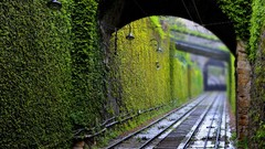 Landscapes nature Green Plants ivy railroad tracks