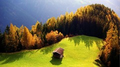 Landscapes nature Green Wood
