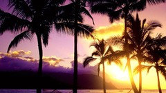 Landscapes nature hammock Hawaii palm trees silhouettes sunlight
