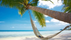 Landscapes nature hammock palm trees Beaches