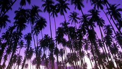 Landscapes nature Hawaii palm trees grove